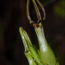 Ceropegia noorjahaniae M. A. Ansari的圖片