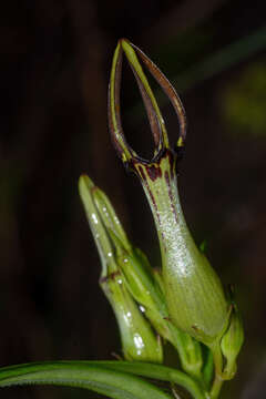 Ceropegia noorjahaniae M. A. Ansari的圖片