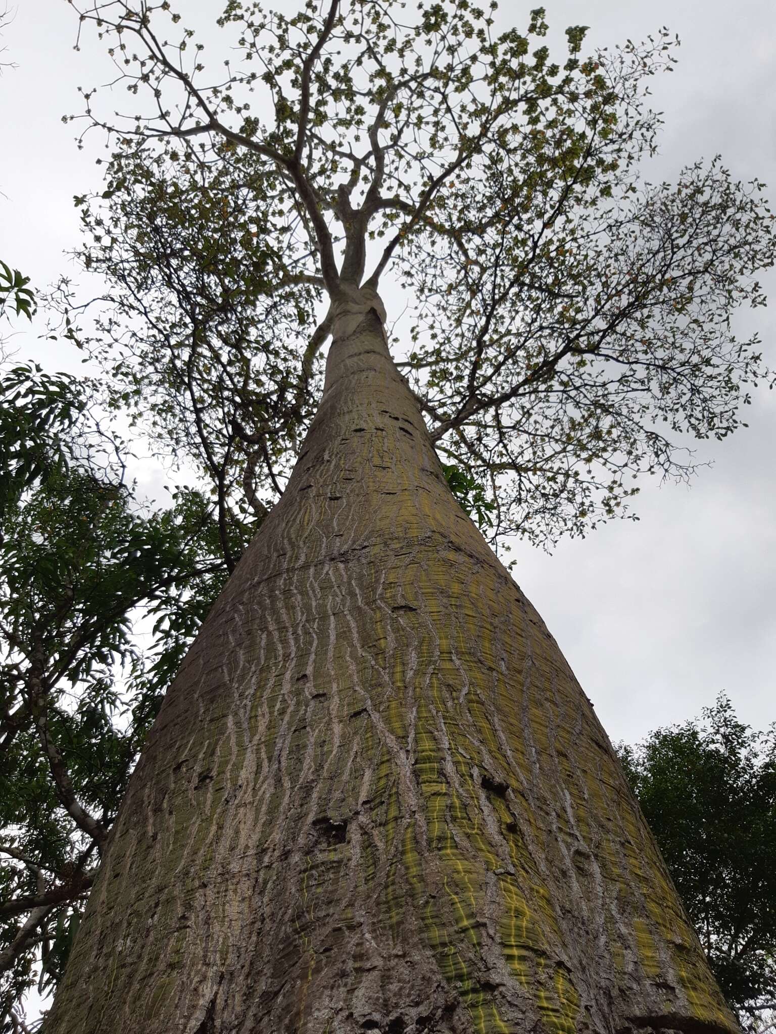 Image of Barrigon Kapoktree