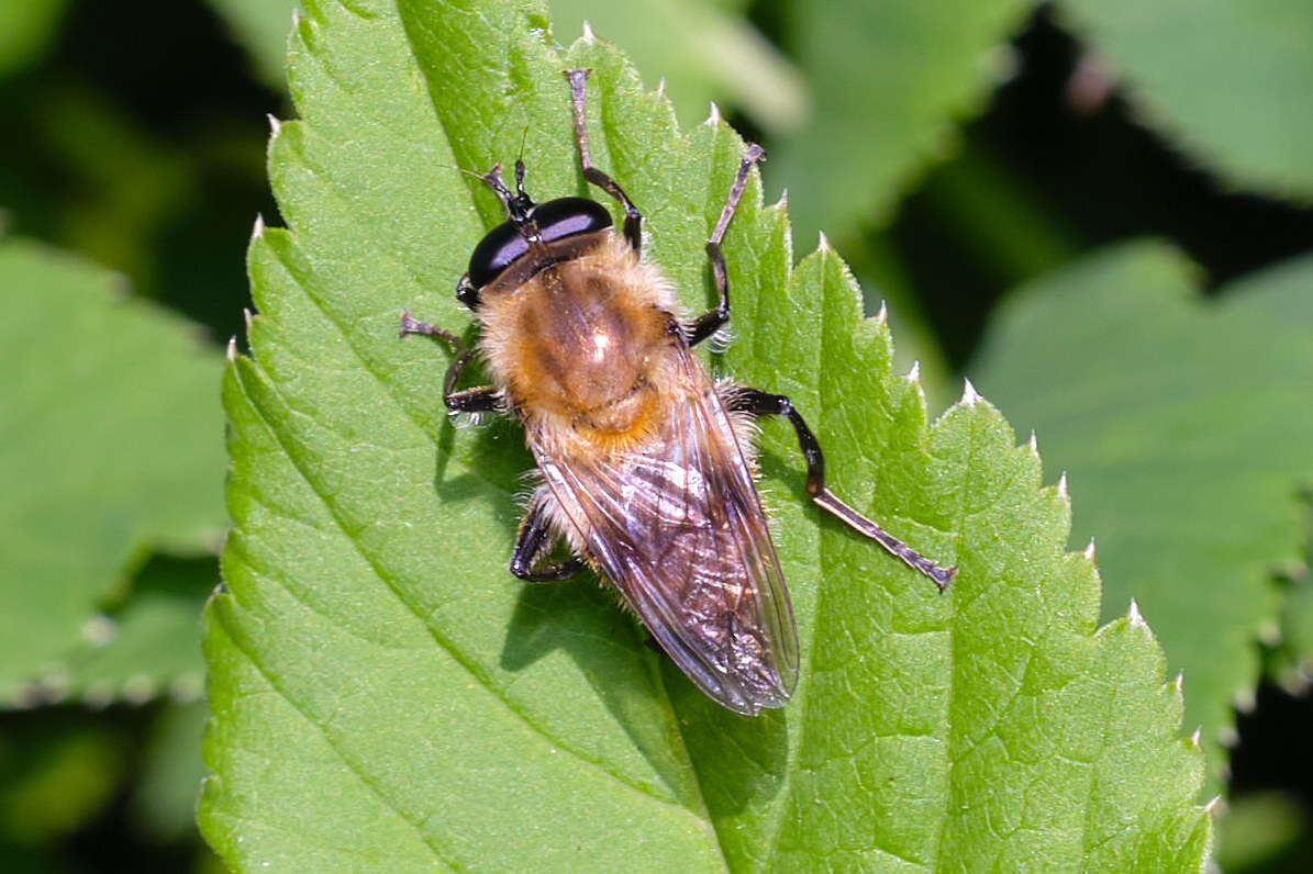 Image of Criorhina floccosa (Meigen 1822)