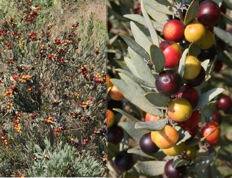 Sivun Euclea acutifolia E. Mey. ex A. DC. kuva