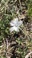 صورة Dianthus praecox subsp. lumnitzeri (Wiesb.) Kmet'ová