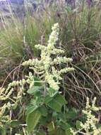 Слика од Lepechinia betonicifolia (Lam.) Epling