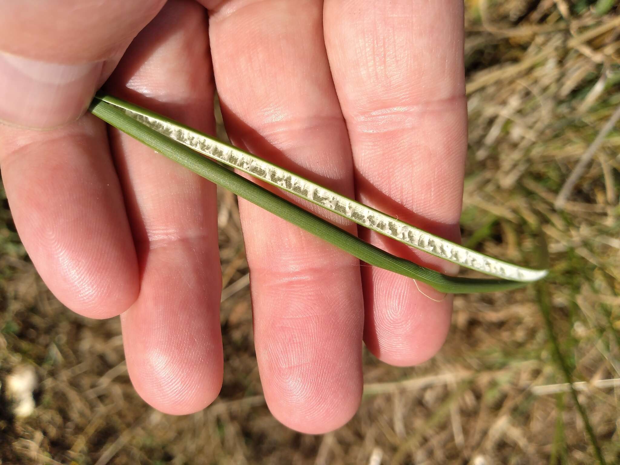 Image of Juncus australis J. D. Hook.