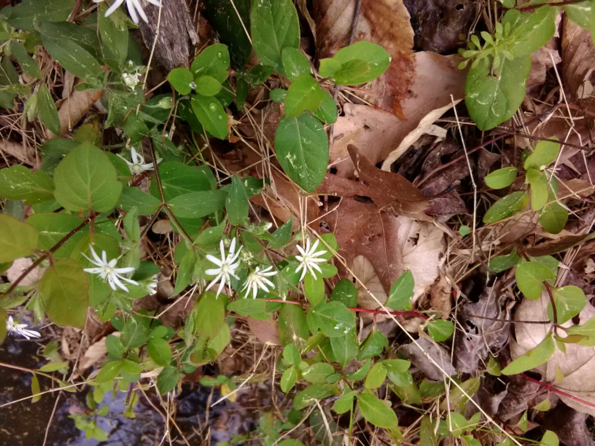 Image of star chickweed