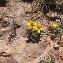 Image of Senna apiculata (M. Martens & Galeotti) H. S. Irwin & Barneb