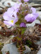 Sivun Euphrasia collina R. Br. kuva