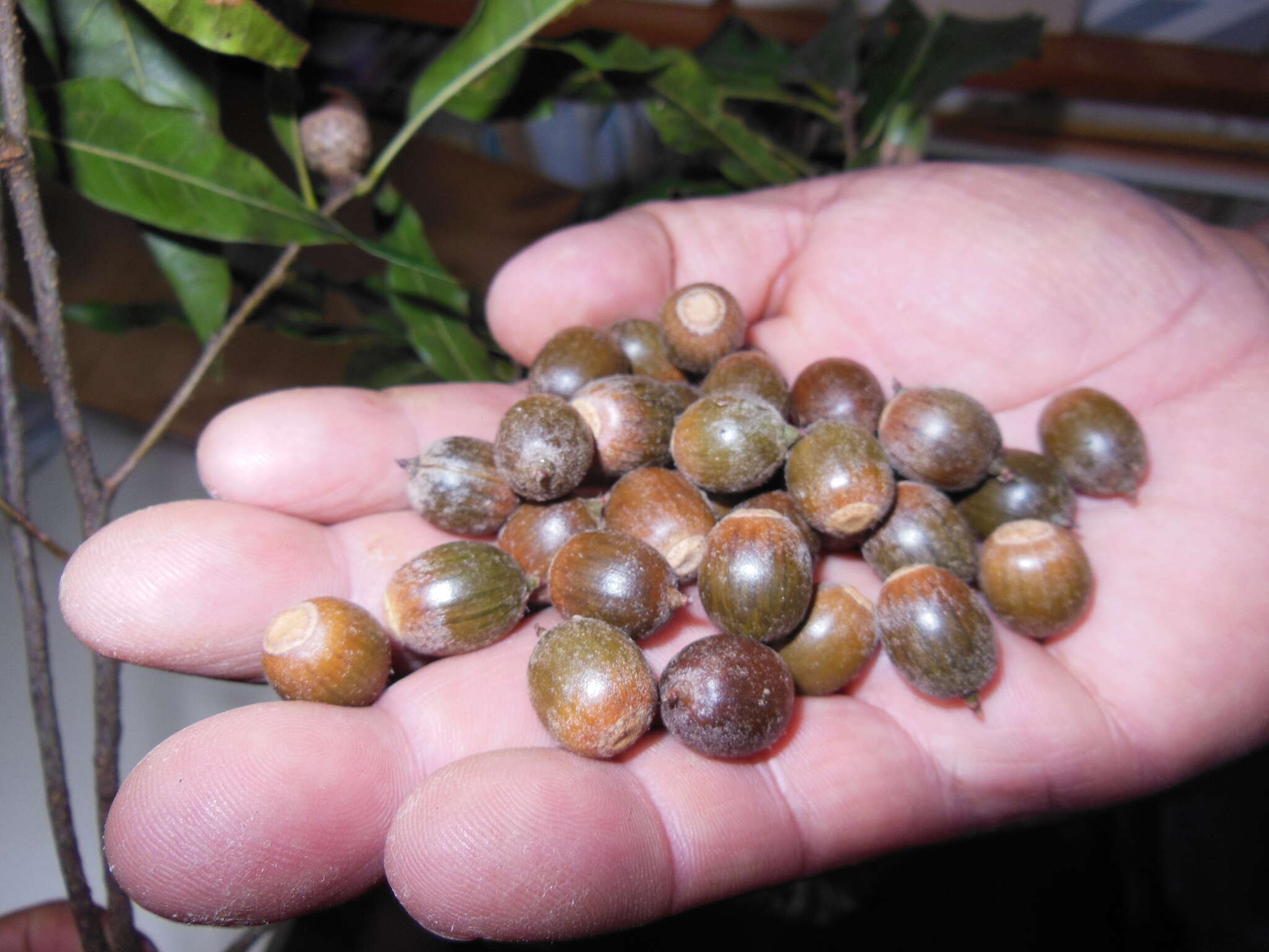 Image of Quercus cortesii Liebm.