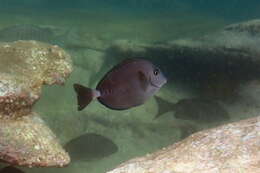 Image of Sawtail surgeonfish