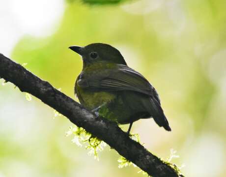 Image de Snowornis Prum 2001