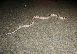 Image of Oriental Odd-tooth Snake