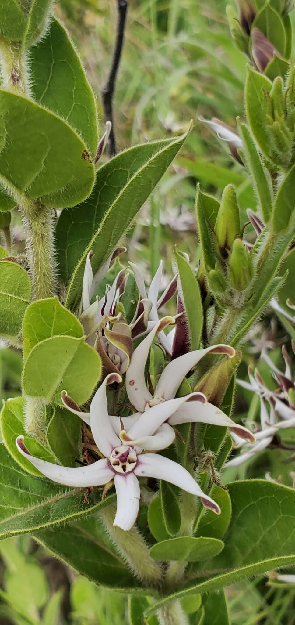 Image of Oxypetalum erectum Mart.