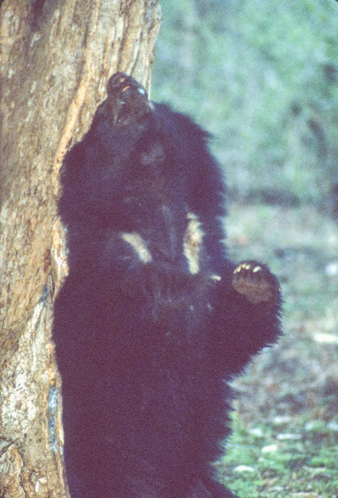 Image of Sloth Bear