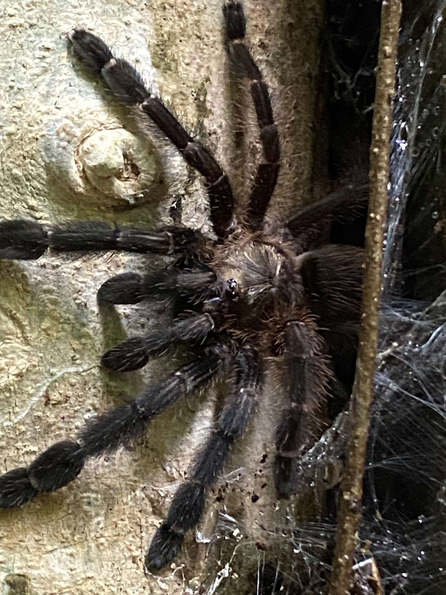 Image of Costa Rican Chevron Tarantula