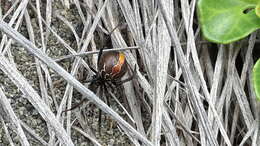 صورة Latrodectus katipo Powell 1871