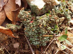 Image of cup lichen