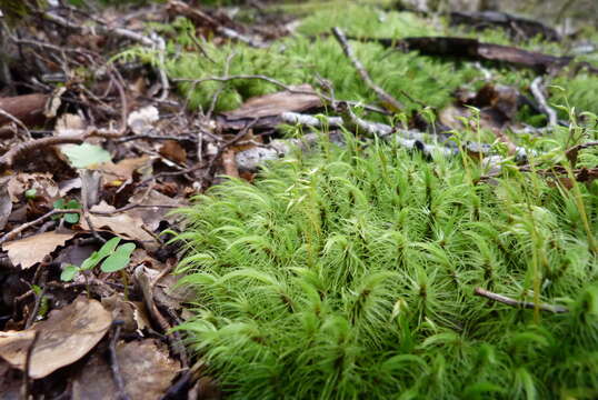 Слика од Dicranoloma plurisetum C. Müller ex Dixon 1913