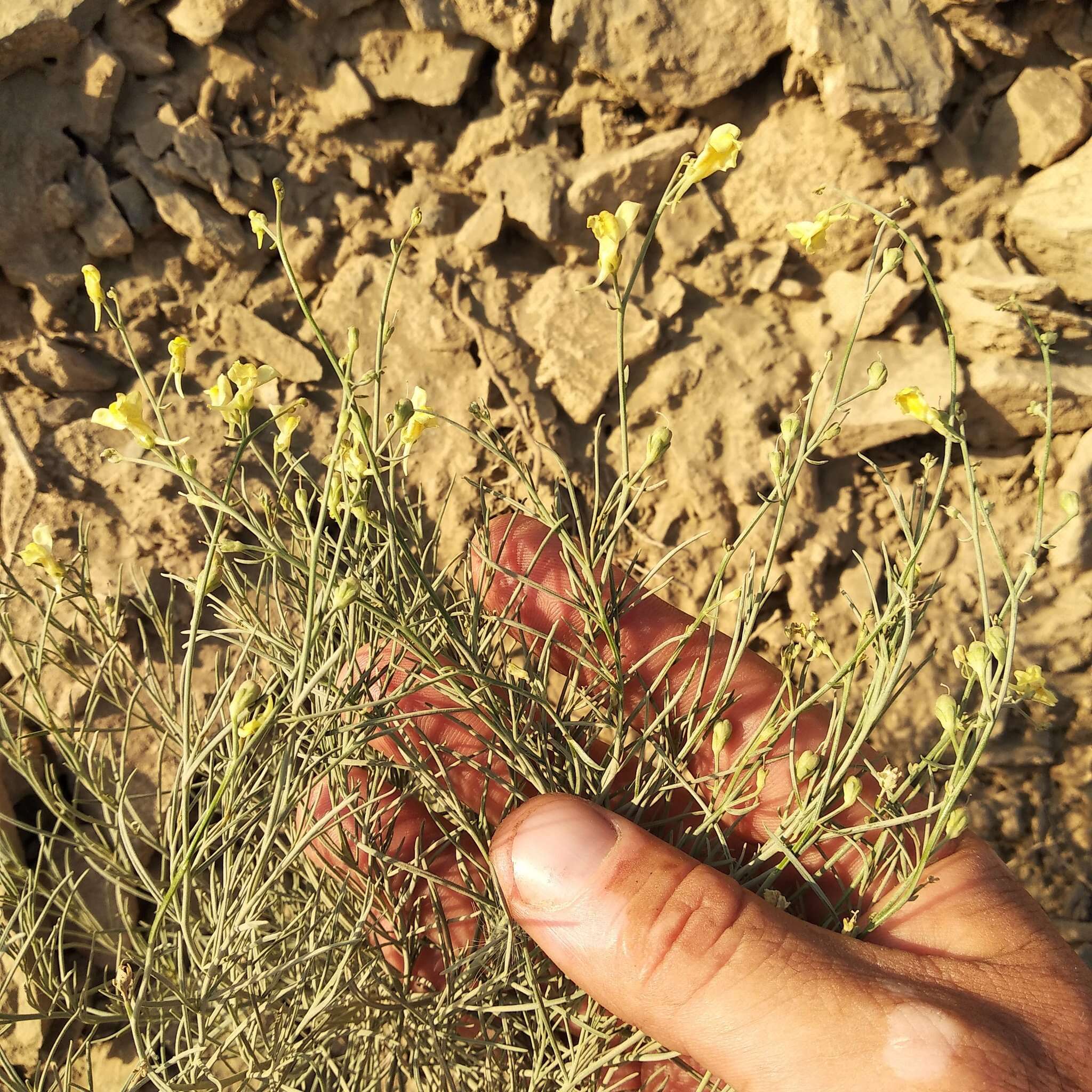 Image of Linaria altaica Fischer ex Ledeb.