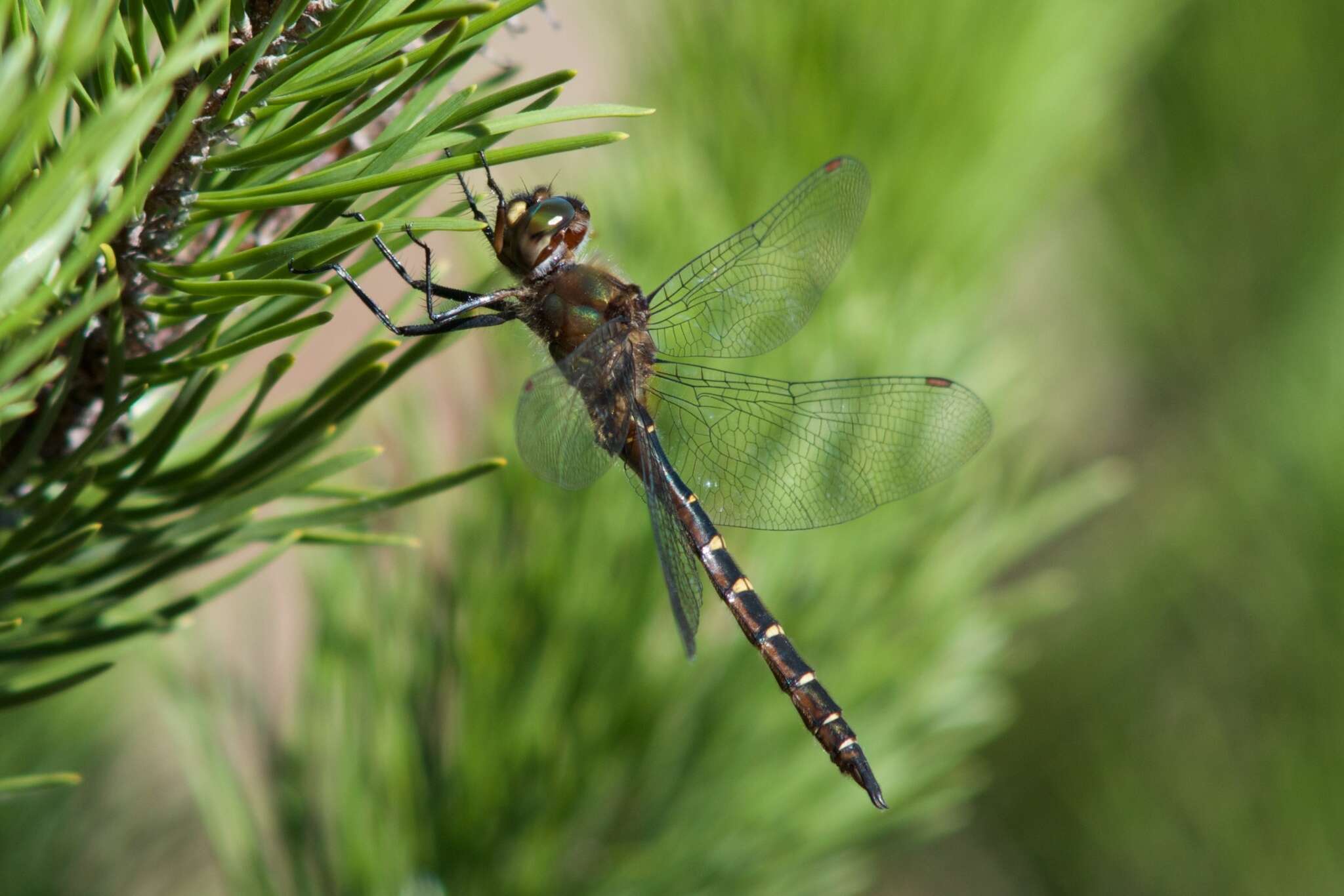 Image of Ranger Dragonfly