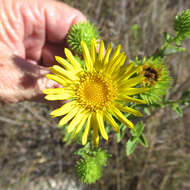 Image of narrowleaf gumweed