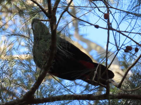 Calyptorhynchus lathami lathami (Temminck 1807) resmi