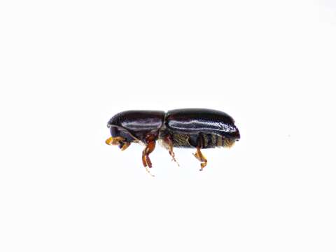 Image of Bark beetle