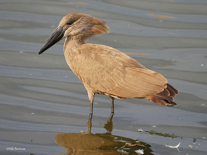 Image of hamerkop