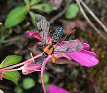 Image of Cosmosoma impar Walker 1854