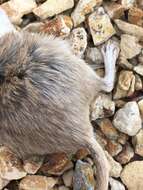 Image of Desert Pocket Mouse