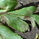 Image of Plasmoverna anemones-ranunculoides