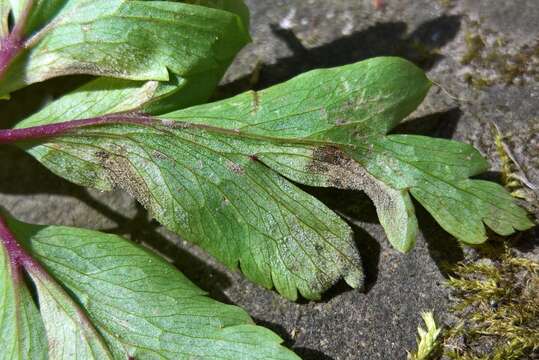 Imagem de Plasmoverna anemones-ranunculoides