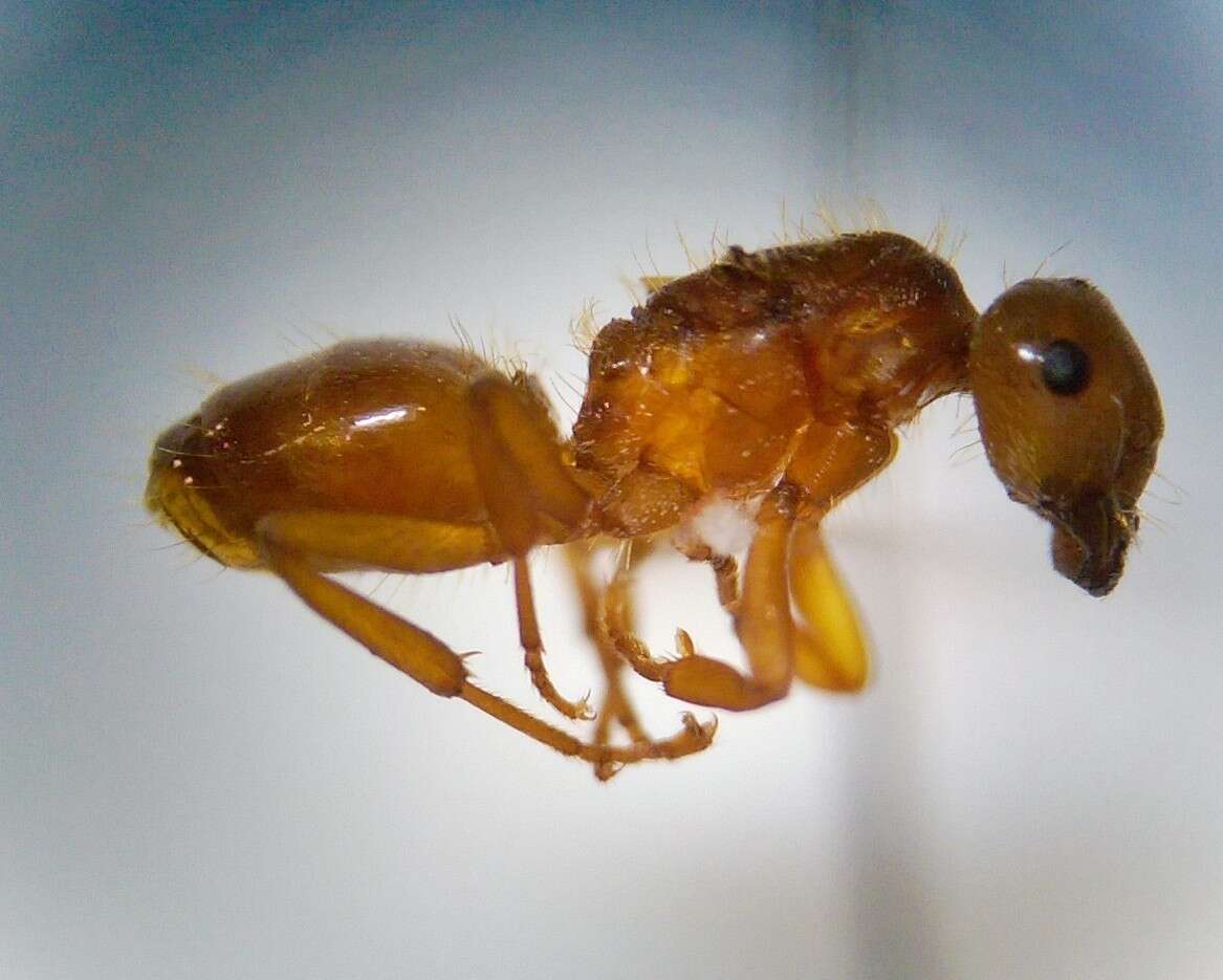 Imagem de <i>Lasius interjectus</i>