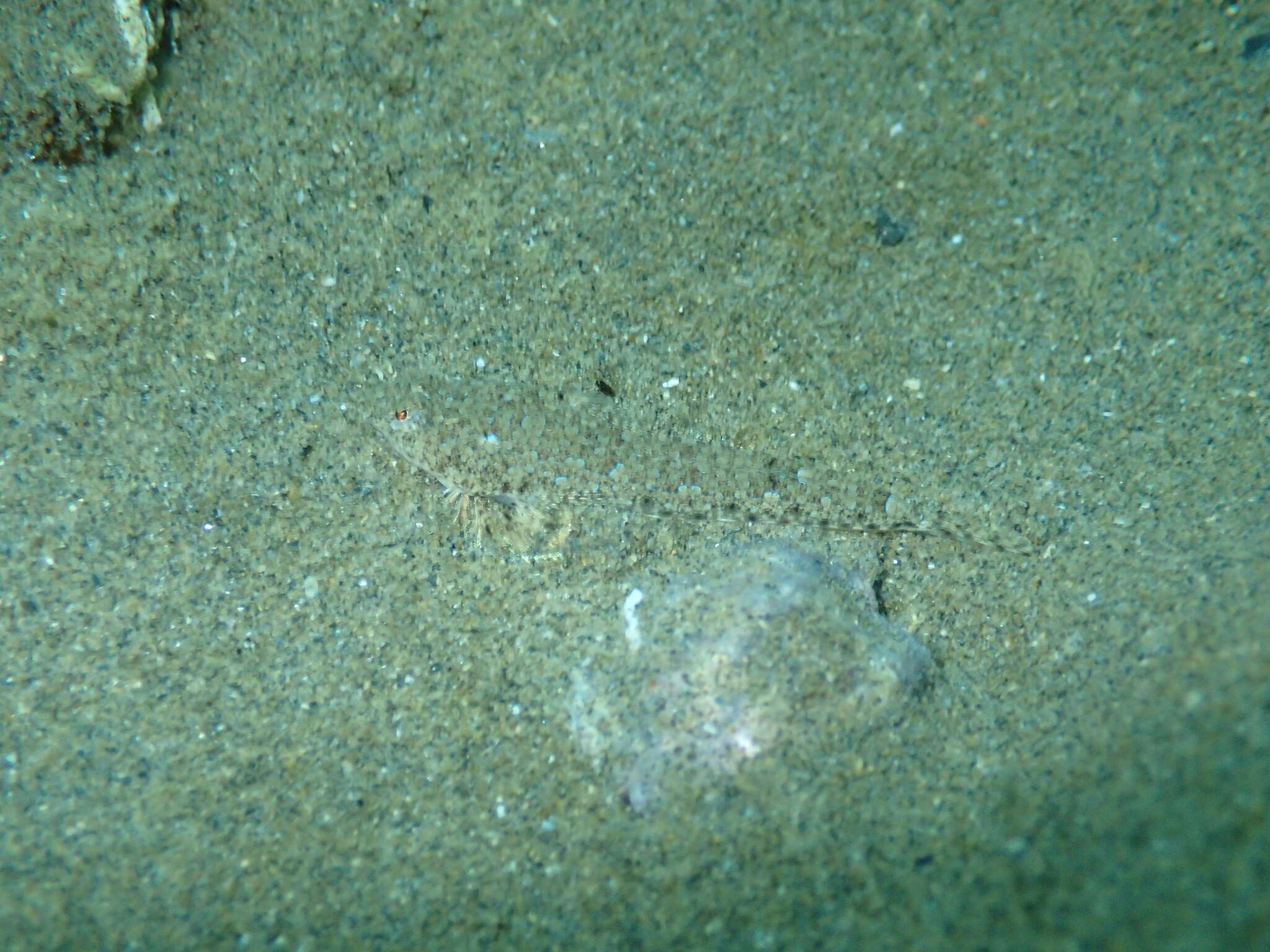 Image of Risso’s Dragonet