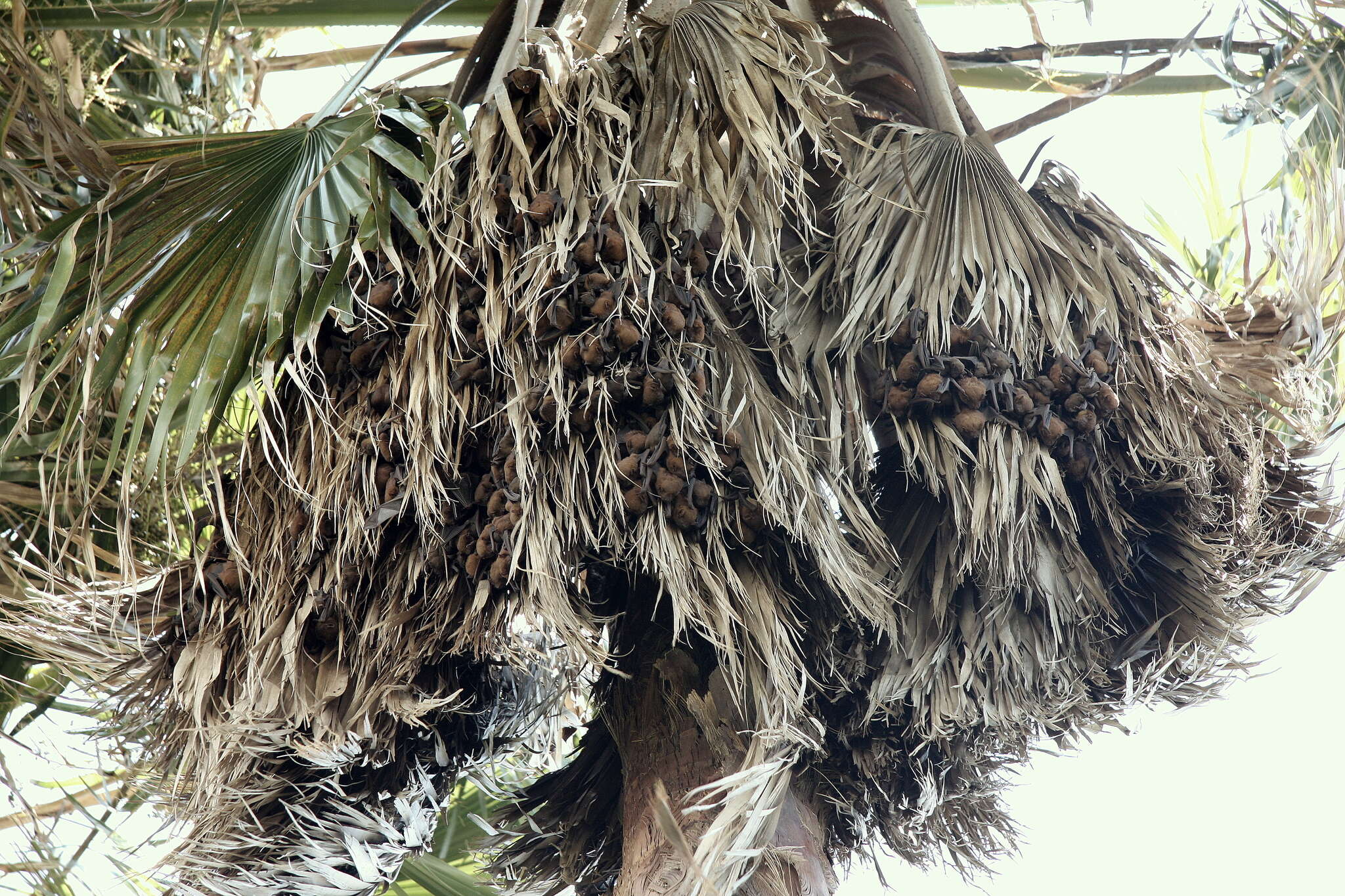 Image of Asiatic Lesser Yellow House Bat