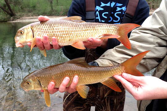 Image of River Redhorse