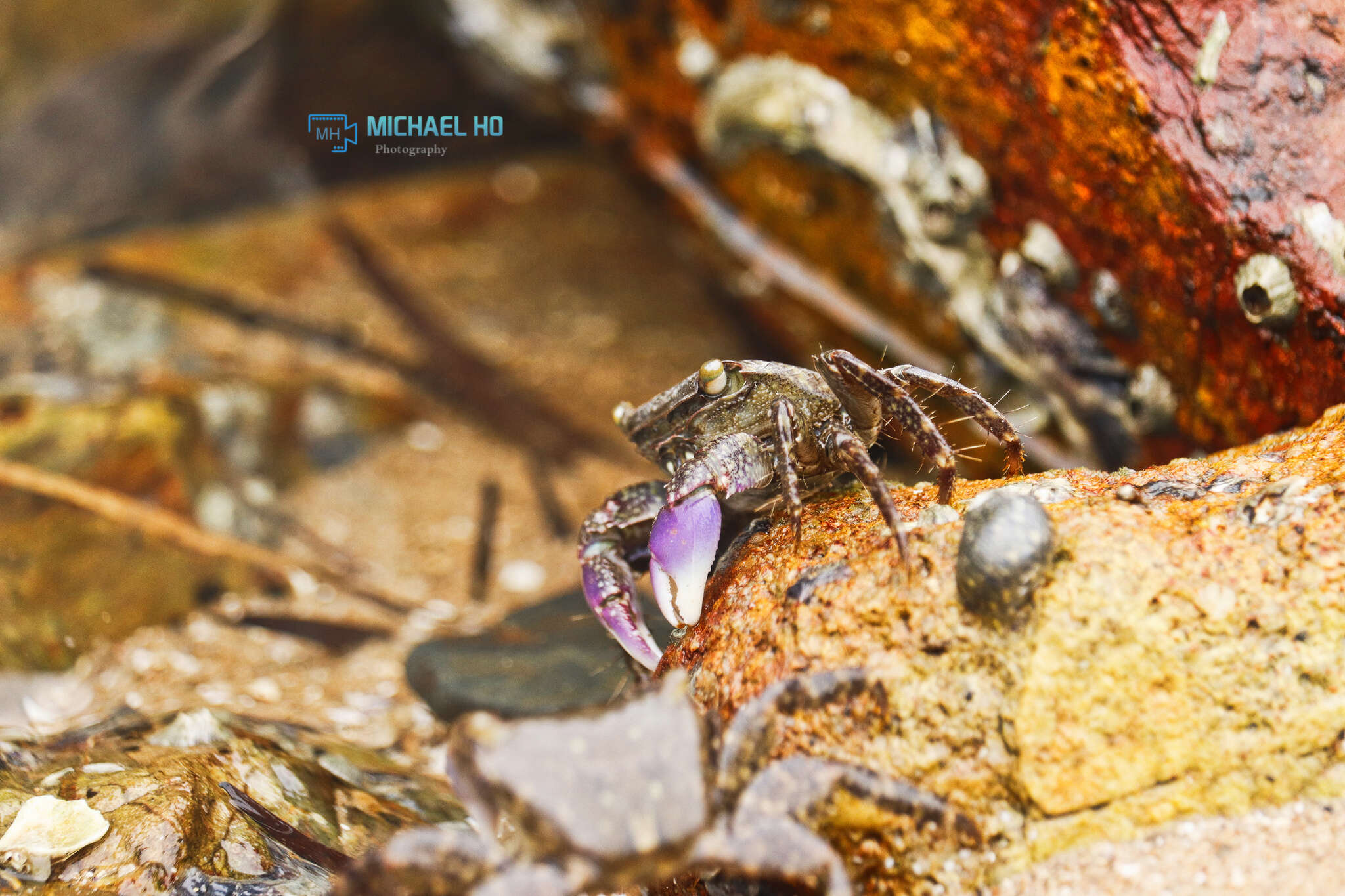 صورة Metopograpsus frontalis Miers 1880