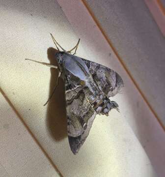 Image of Cuban Sphinx Moth