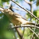 صورة Pachycephala rufiventris falcata Gould 1843