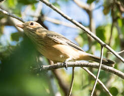 Image of Pachycephala rufiventris falcata Gould 1843