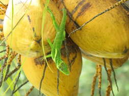 Image of Cuban Giant Anole