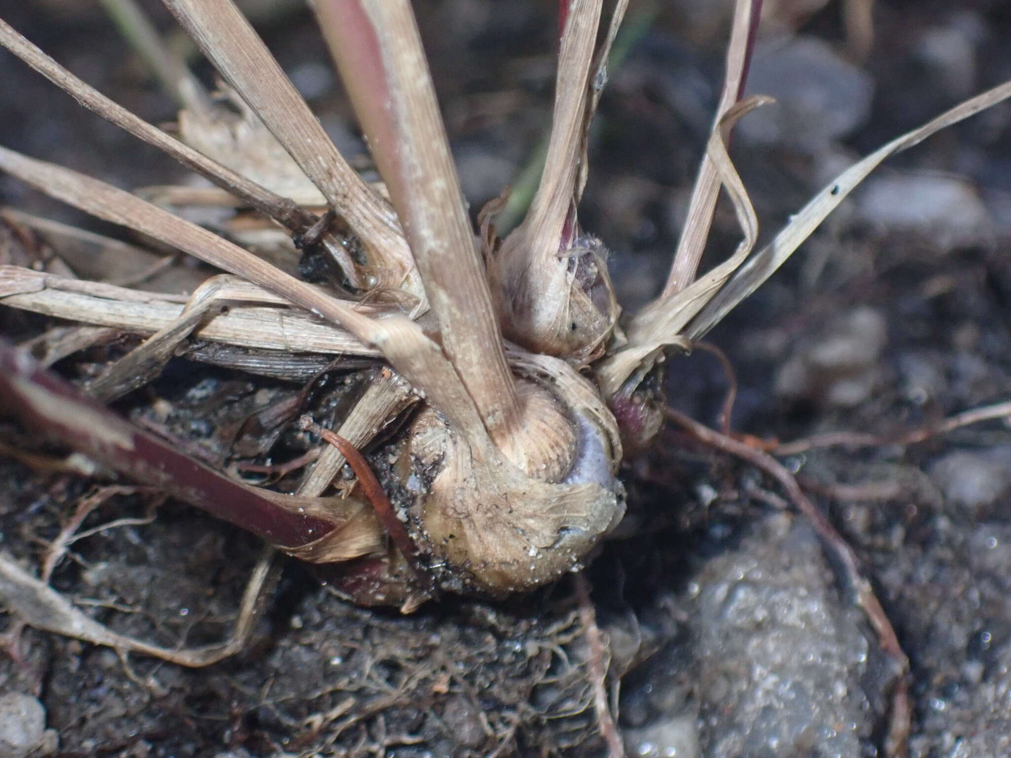 Image of bulb panicgrass