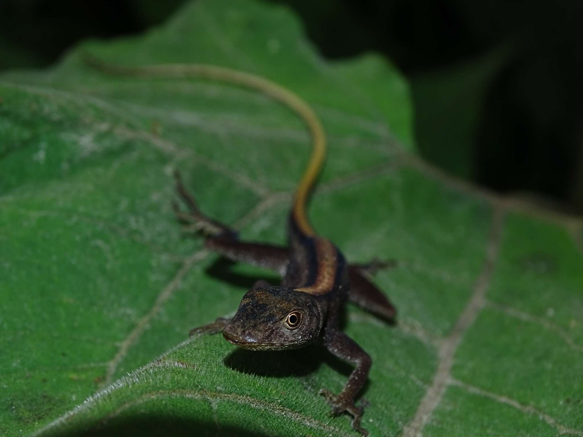 Image of Blotchbelly Anole