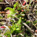 Image of Ruschia duthiae (L. Bol.) Schwant. apud Jacobsen