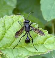 Isodontia philadelphica (Lepeletier de Saint Fargeau 1845)的圖片