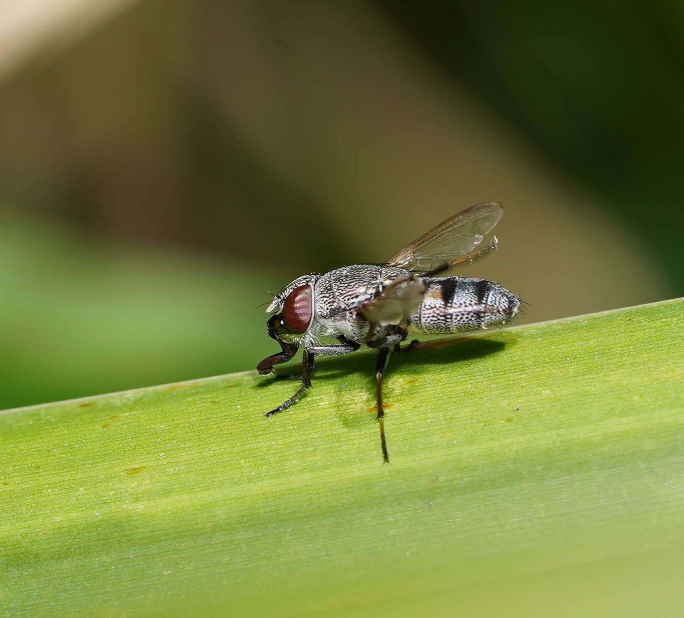 Stomorhina subapicalis (Macquart 1847) resmi