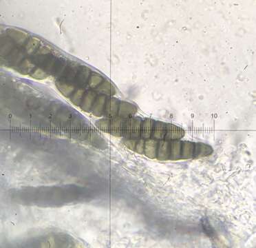 Image of Sporormiella hexamera S. I. Ahmed, Masood & Anwar 1985