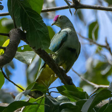 Image of Crimson-crowned Fruit Dove