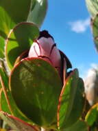 Image of Protea stokoei Phillips