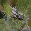 Image of Gray Sunflower Seed Weevil