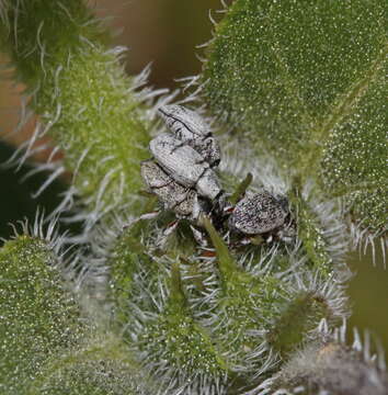 Image of Gray Sunflower Seed Weevil